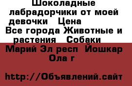 Шоколадные лабрадорчики от моей девочки › Цена ­ 25 000 - Все города Животные и растения » Собаки   . Марий Эл респ.,Йошкар-Ола г.